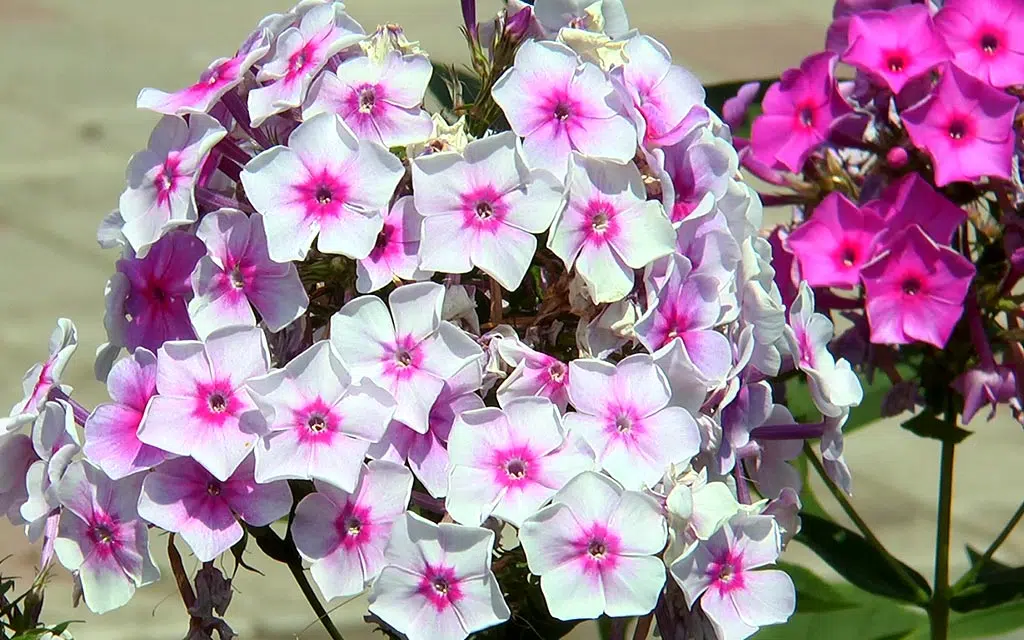 Les phlox sont des plantes ornementales appréciées pour leurs fleurs colorées. Il existe de nombreuses espèces et variétés de phlox, certaines étant des plantes vivaces tandis que d'autres sont annuelles. Ils sont souvent utilisés dans les jardins pour leur floraison abondante et parfumée.