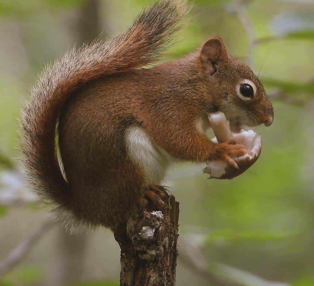 Dix conseils pour attirer des écureuils - Notre Nature