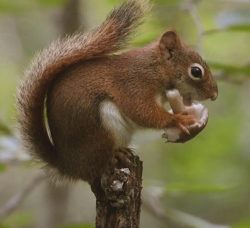 Comment attirer et nourrir les écureuils au jardin? - Matelma