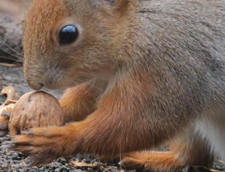 Comment attirer les écureuils dans son jardin ? Nos conseils.