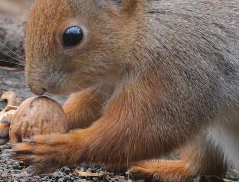 écureuil se nourrit de noix