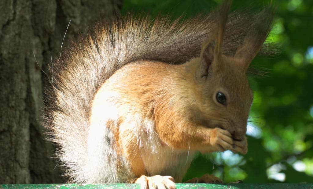 écureuil dans un arbre du jardin
