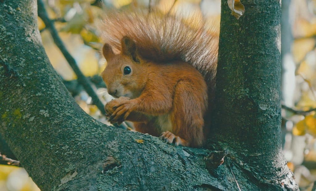 écureuil se nourrit tranquillement dans un arbre