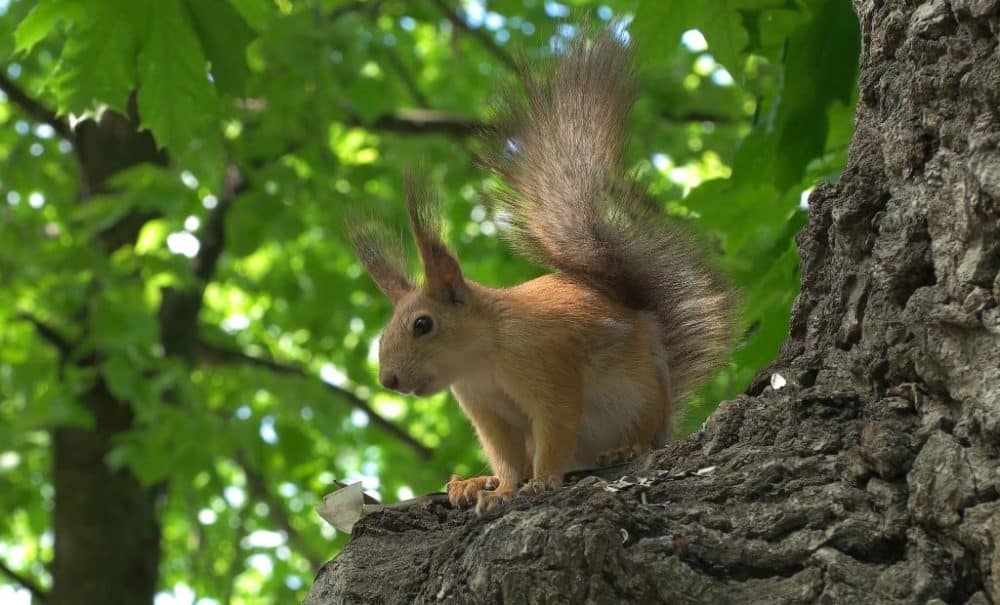 Comment attirer les écureuils dans son jardin ? Nos conseils.