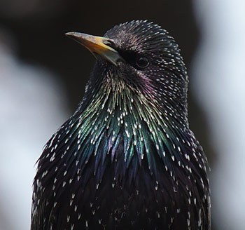 Étourneau sansonnet et son plumage noir à reflets verts métalliques.