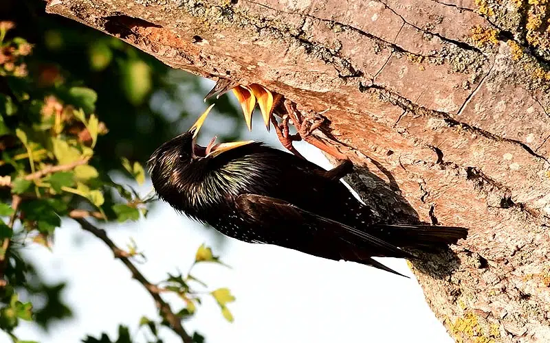 Étourneau et ses petits nichés dans le tronc d'un arbre.