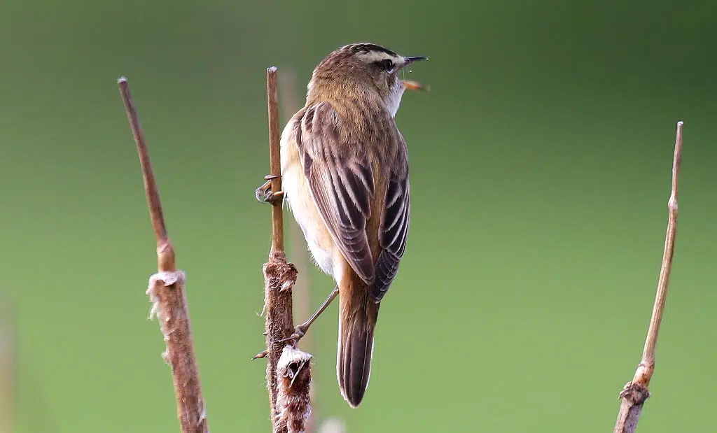 Fauvette, habitat et alimentation