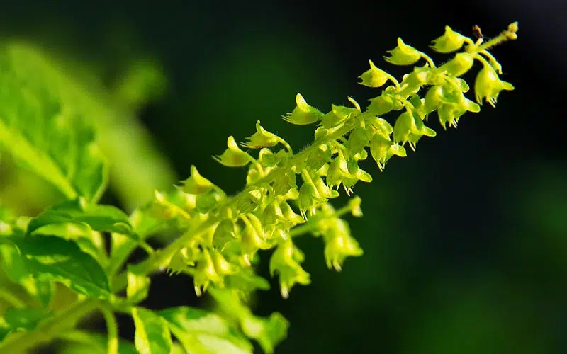 Floraison du basilic