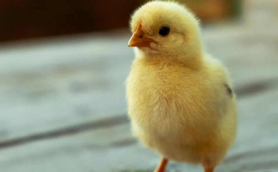 Maladies des poussins