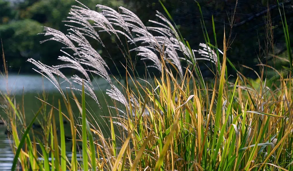 Le Miscanthus est apprécié pour son port érigé, son feuillage souvent panaché ou coloré et ses plumeaux floraux qui apparaissent à la fin de l'été ou au début de l'automne.