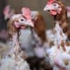Préparer la mue chez les poules