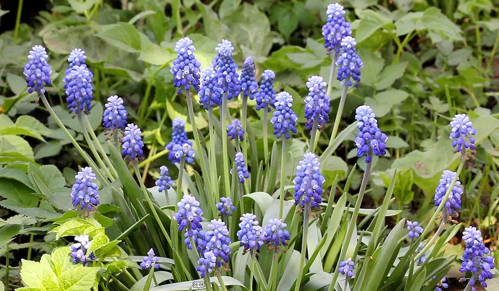 Le Muscari, communément appelé "perce-neige" ou "jacynthe des bois", est un genre de petites plantes à bulbes appartenant à la famille des Asparagaceae. 