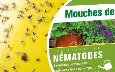 Les nématodes pour se débarrasser des moucherons dans le terreau des plantes