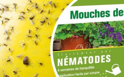 Les nématodes pour se débarrasser des moucherons dans le terreau des plantes