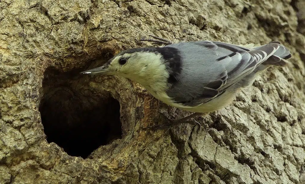 Nid sittelle dans le trou d'un arbre