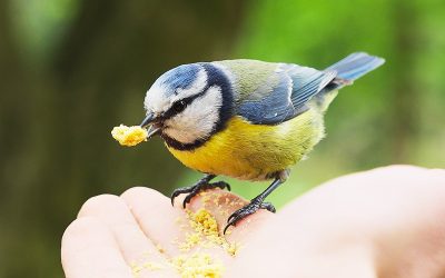 besoins alimentaires des oiseaux du jardin