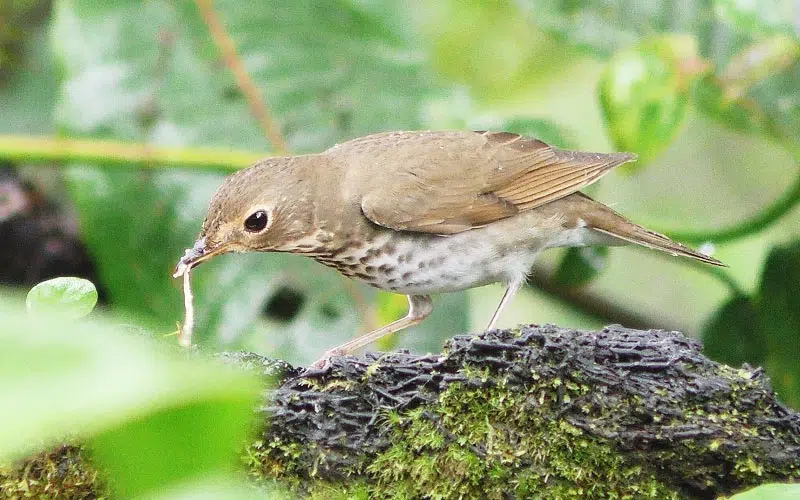 Oiseau se nourrit d'un ver.