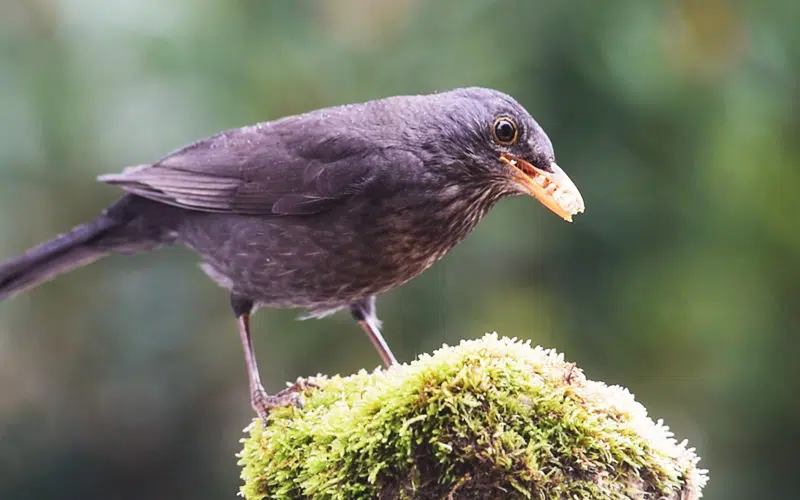 Le Merle noir se nourrit aussi bien de vers de terre que de fruits