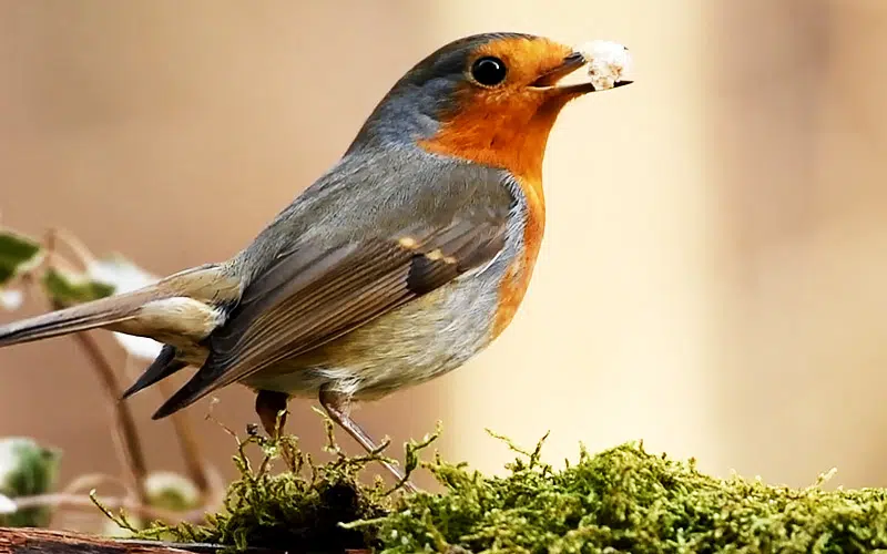 Le rouge gorge est insectivore l'été et devient granivore en hiver.