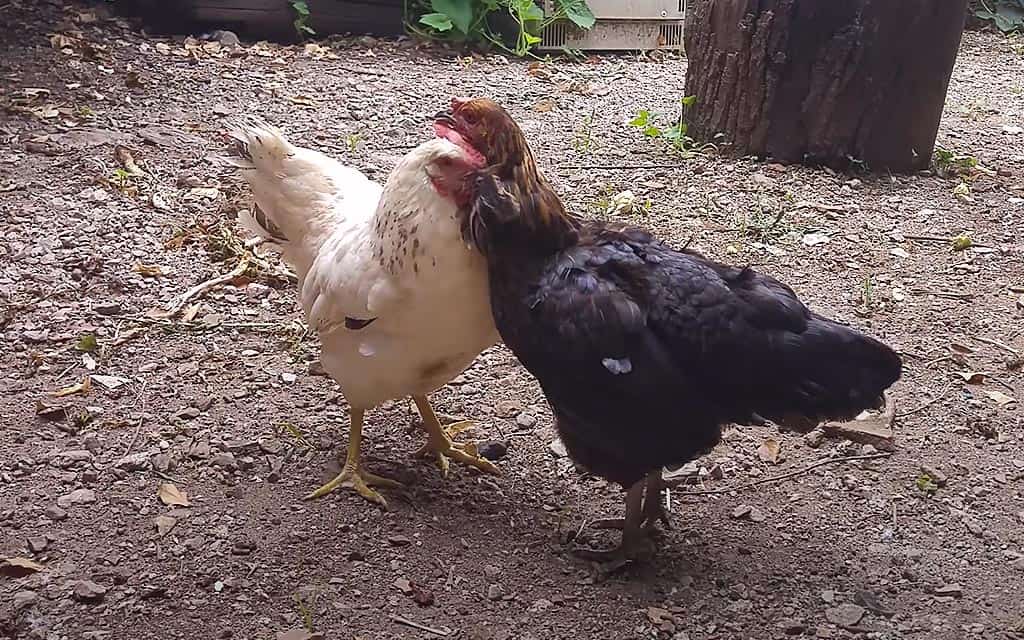 Picage chez les poules