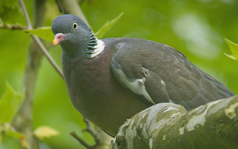 Le pigeon ramier est granivore et herbivore.