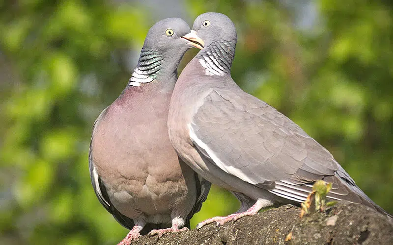 Couple de pigeons ramiers.