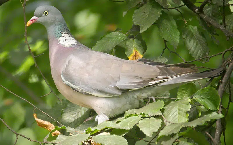 Le pigeon ramier se trouve là où il y a des arbres.