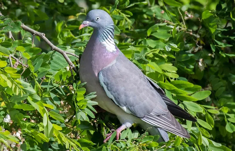 Le pigeon ramier