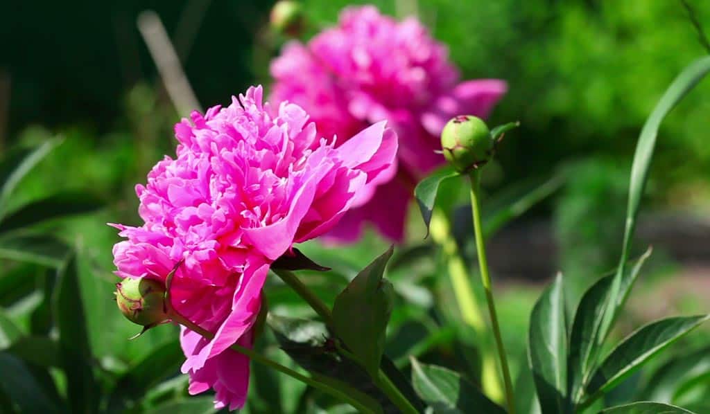 Il existe plusieurs types de pivoines, les pivoines herbacées, les pivoines arbustives et les pivoines intersectionnelles (un croisement entre les deux premières). 