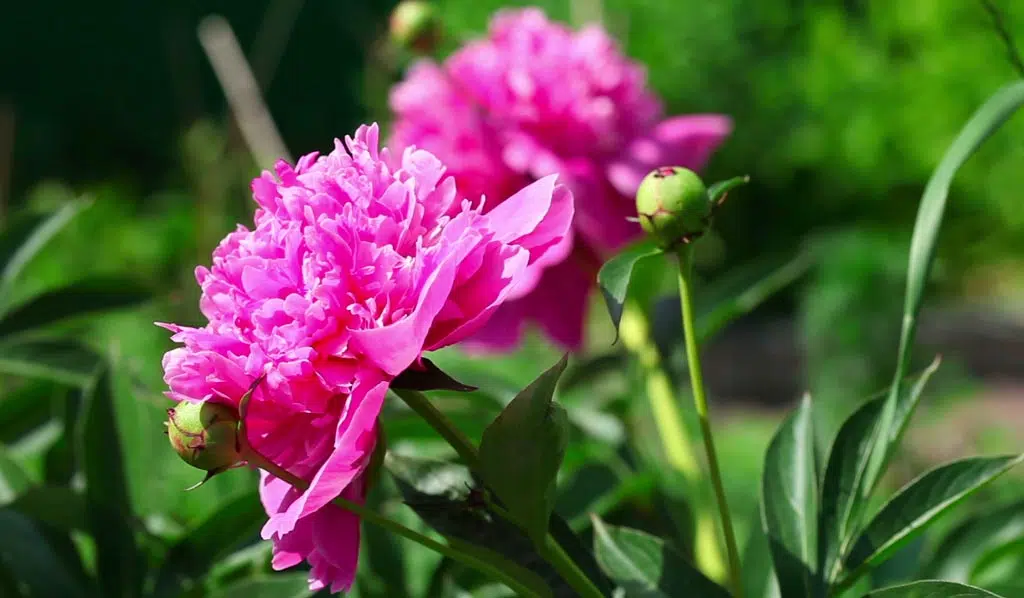 Il existe plusieurs types de pivoines, les pivoines herbacées, les pivoines arbustives et les pivoines intersectionnelles (un croisement entre les deux premières). 