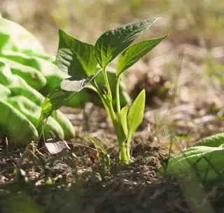 Pourquoi planter en automne ?