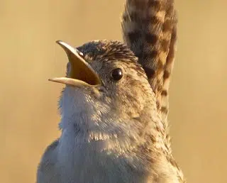 Plumage et chant du troglodyte mignon