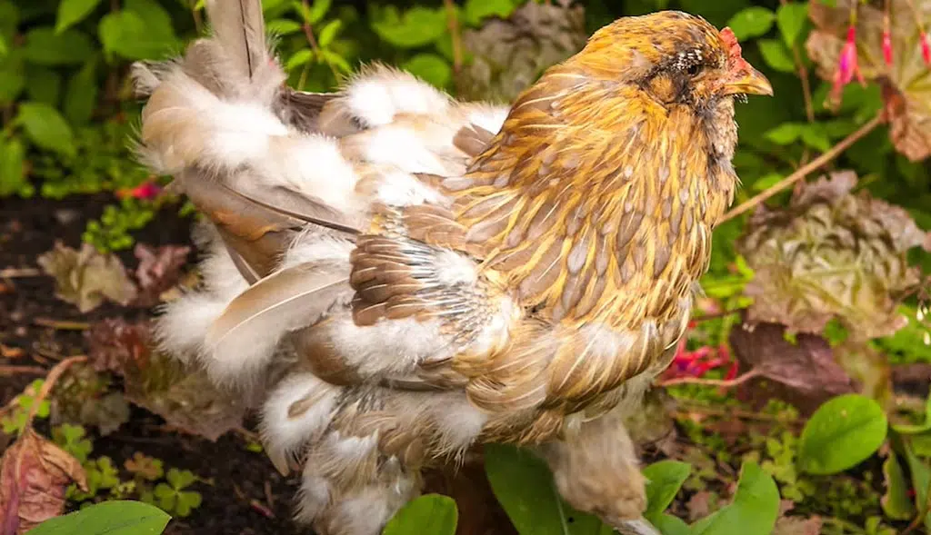 Période de mue des poules