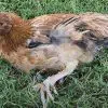 Mes poules sont-elles malades ? Comment bien les soigner ?
