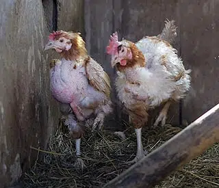 Comment préparer ses poules à muer ?