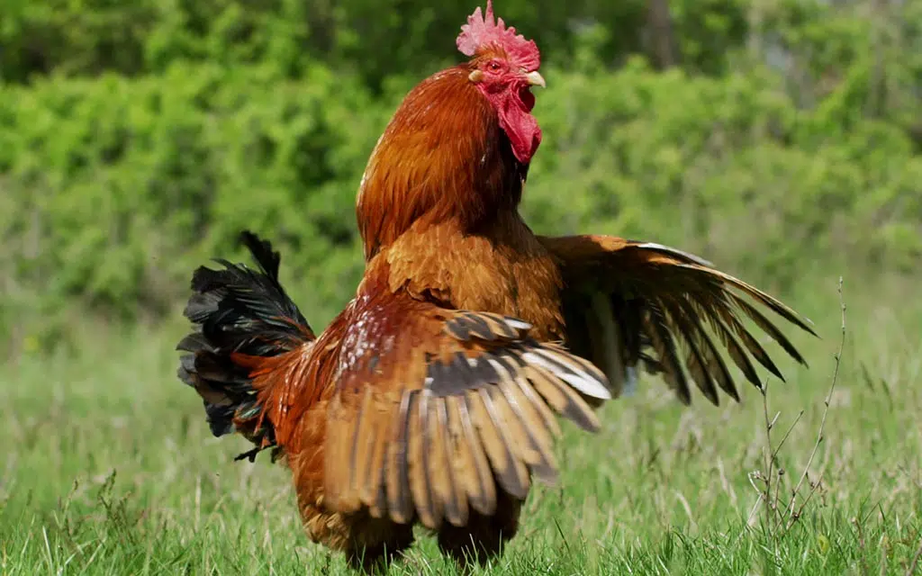 Un coq audacieux et combatif qui protège son territoire