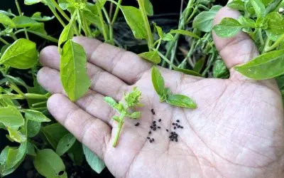 Comment récolter les graines de basilic ?
