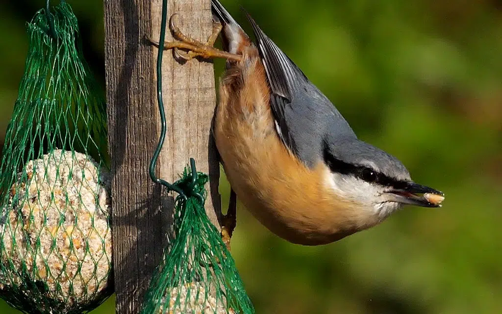 Mangeoire sittelle graines