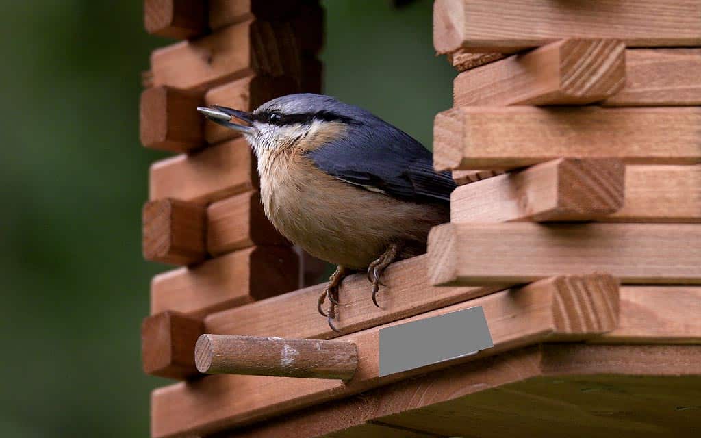 Sittelle torchepot dans un nichoir du jardin