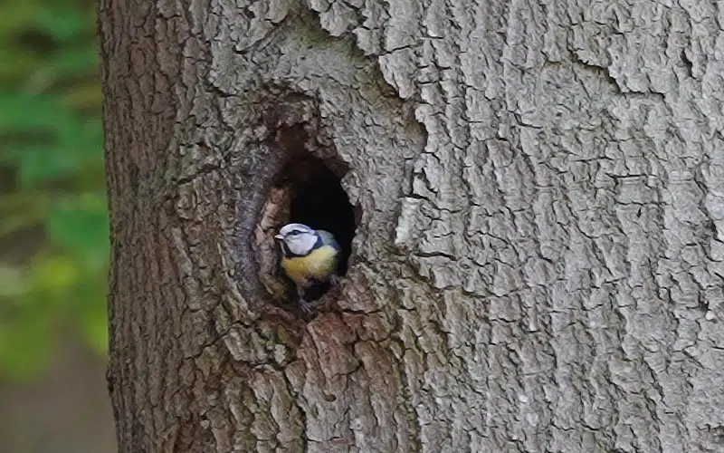 Sittelle dans un vieil arbre