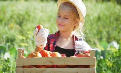 s'occuper de ses tomates en fin de saison