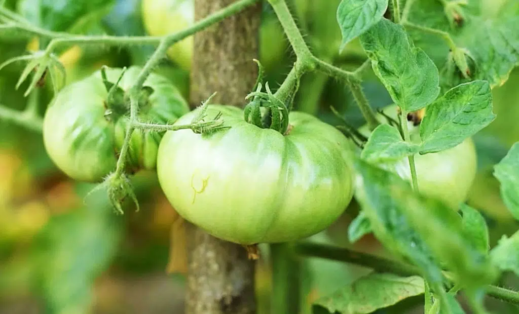 Tomates encore vertes.