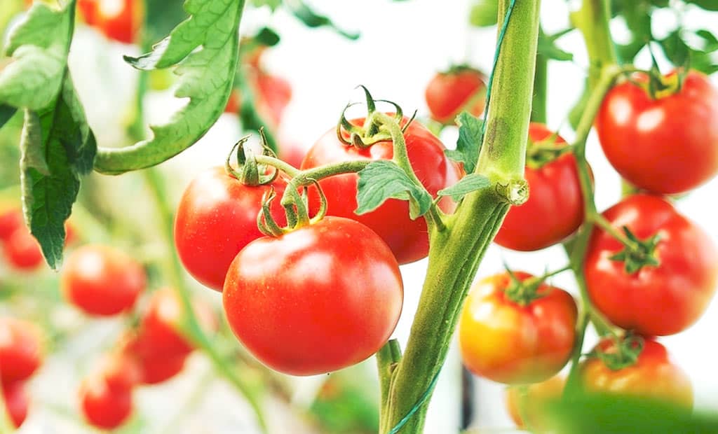 Prolongez la récolte des tomates en septembre voire en octobre.