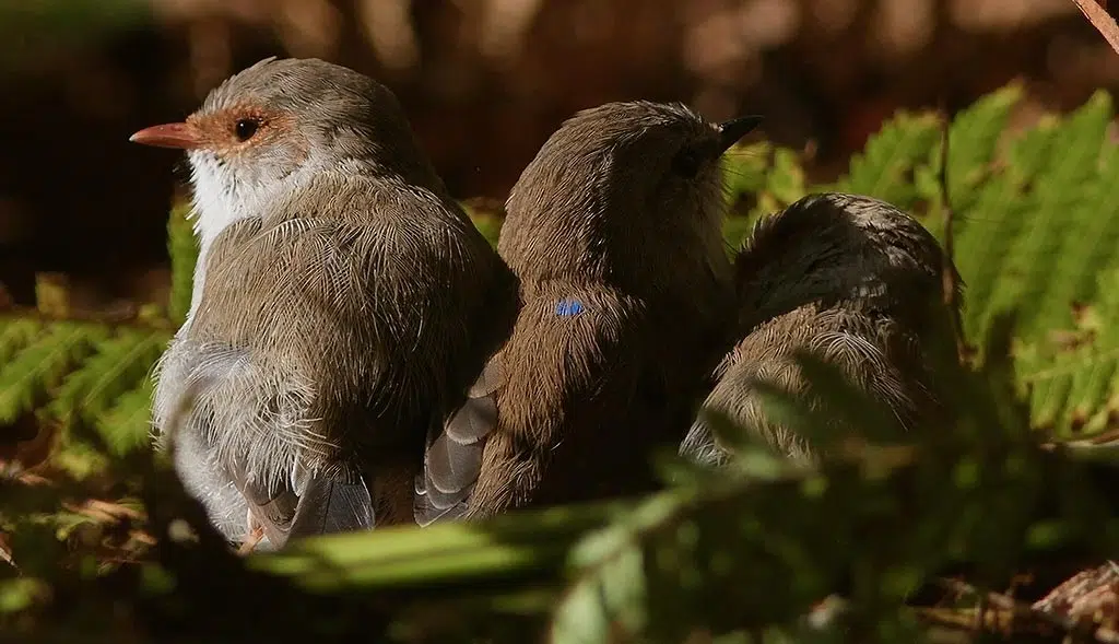 Troglodytes mignons au repos