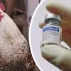 Vaccination des poules