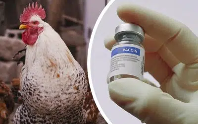 Vaccination des poules