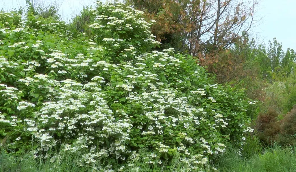 La viorne (Viburnum). De nombreuses espèces produisent également des baies attrayantes en été ou en automne, qui peuvent être rouges, bleues ou noires.