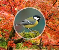 10 espèces d'oiseaux les plus observées dans nos jardins