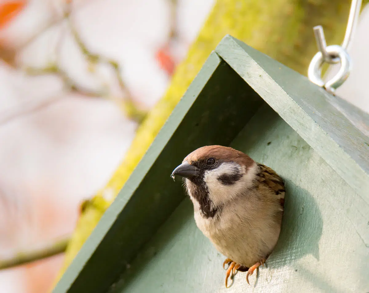 nichoir avec un oiseau