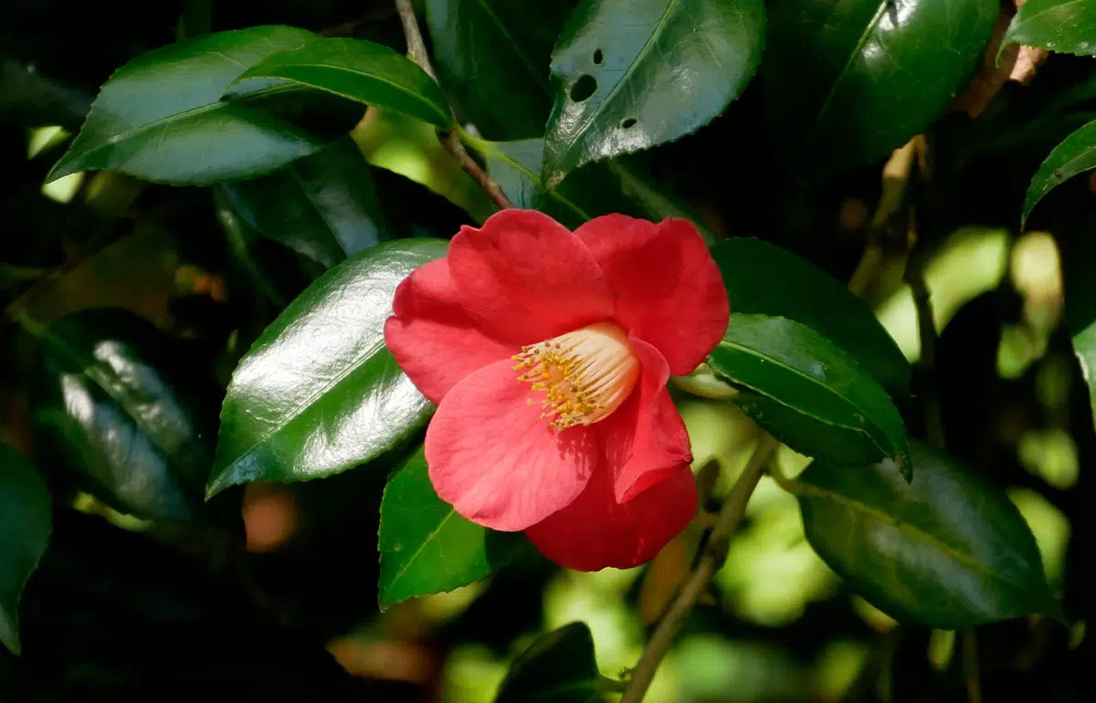 Camellia Sasanqua